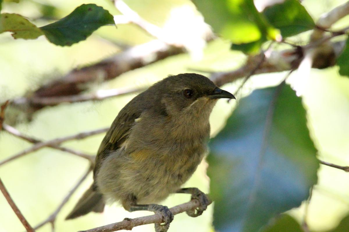 New Zealand Bellbird (Anthornis melanura)